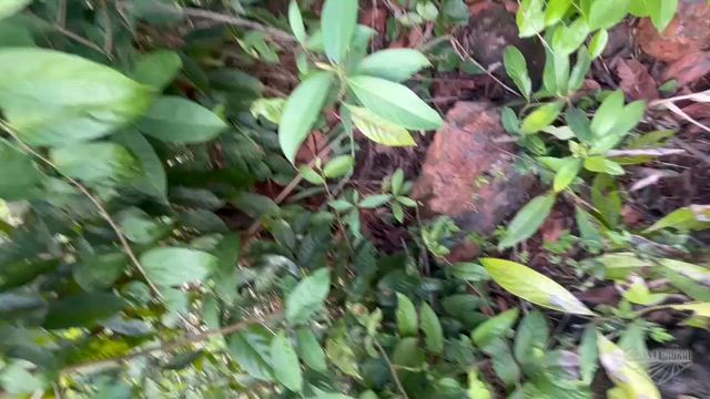 Imagem Venda de Minério Manganes