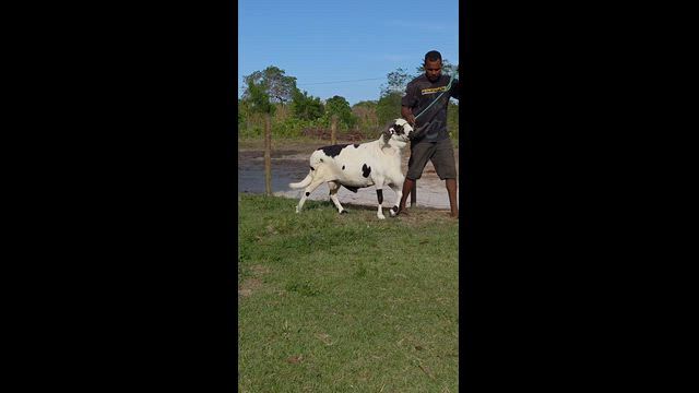 Imagem Venda permanente de reprodutores Damara