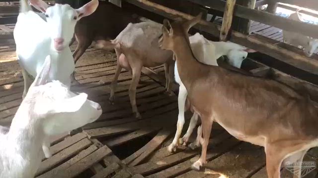 Imagem VENDO CAPRIL CONPLETO