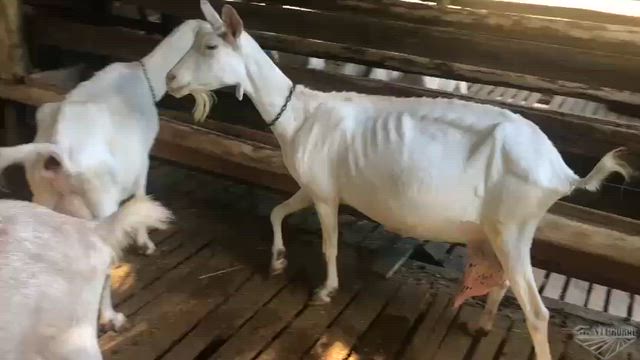 Imagem VENDO CAPRIL CONPLETO