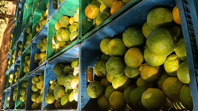 Imagem Vendo laranja pera tenho turma colho e carrego laranja de qualidade
