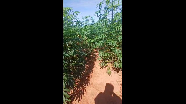 Imagem Vendo roça de mandioca