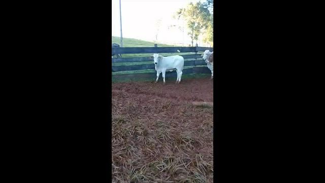 Imagem Bezerros recém saídos de desmama
