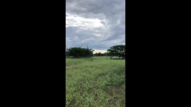 Imagem Cavalo Mangalarga Marchador Sem Registro – Macha Picada | 4 Anos