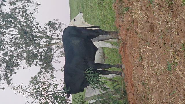 Imagem Garro Lindo