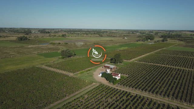 Imagem Investimentos Rurais e Patrimoniais no Uruguai para Empresas e Investidores Brasileiros