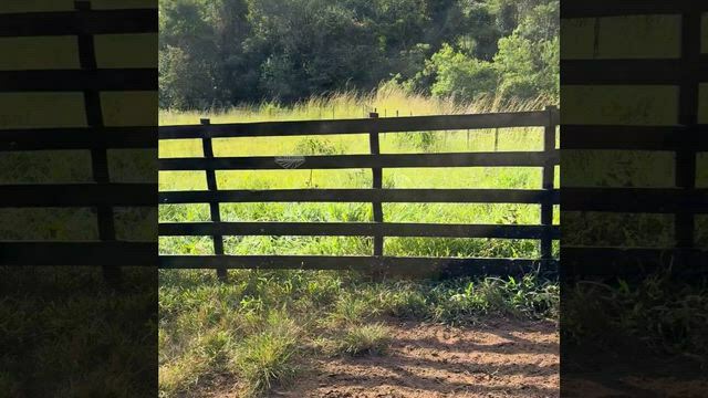 Imagem Lote de Matrizes Senepol | 6 Prenhas + 3 Vazias | Vacas Jovens e Dóceis