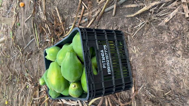 Imagem MAMÃO PAPAYA PARA VENDA