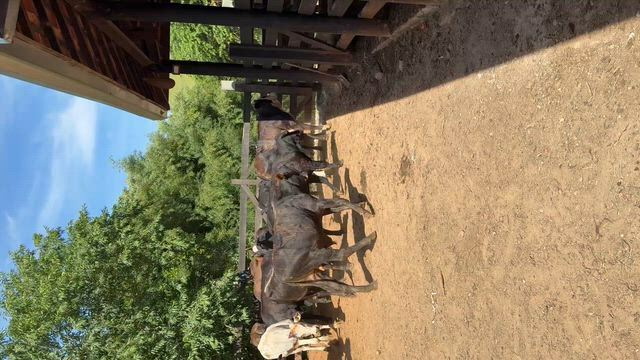 Imagem Oportunidade, lote de 14 Bezerros e Bezerras 8@