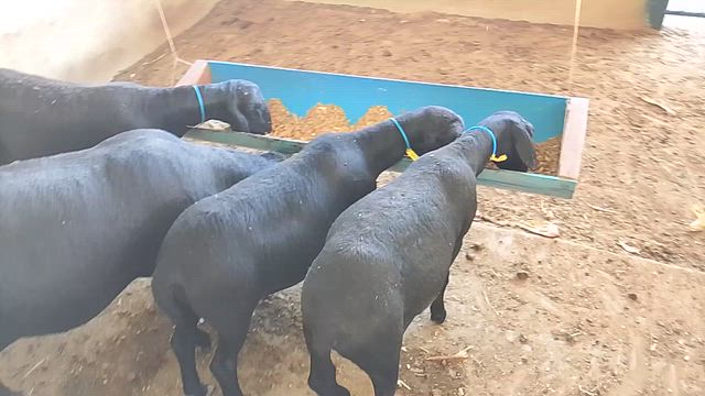 Imagem Reprodutor Santa Inês campeão de pista