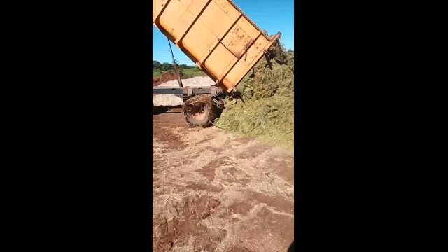 Imagem Silagem Fermentada de sorgo e Milho em grãos
