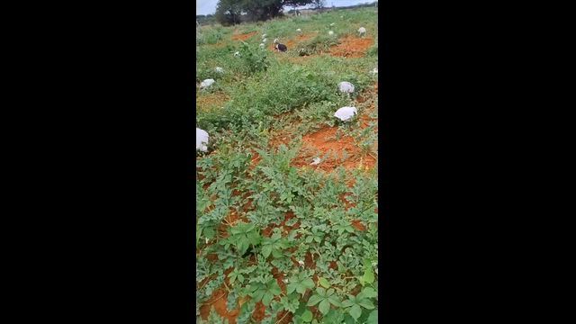 Imagem Tenho 3 hectares de melancia 🍉 manchetes pra saí de Quarta pra sexta ente dia 4 o 5