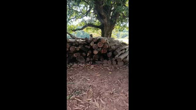 Imagem Tora de madeira Acácia seca 3,5 m comprimento várias bitolas  60 m. Cúbicos