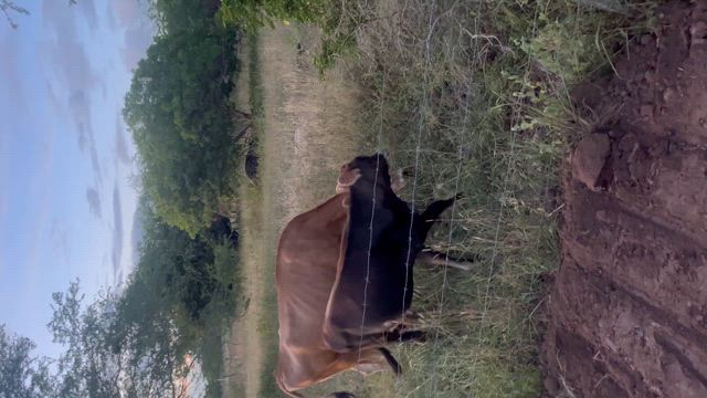 Imagem Vacas Jersey