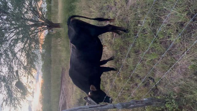Imagem Vacas Jersey