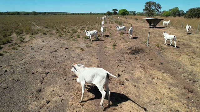 Imagem Arrebdamento de terra para plantio Soja, Eucalipto e pastagem