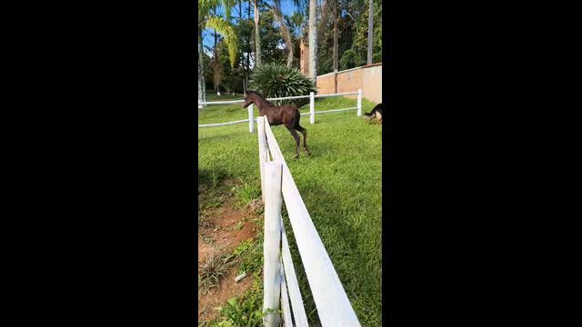 Imagem Cavalo Árabe