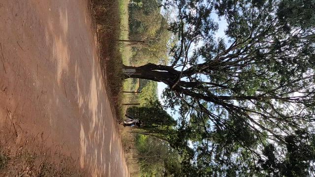 Imagem Cavalo Mangalarga Registrado