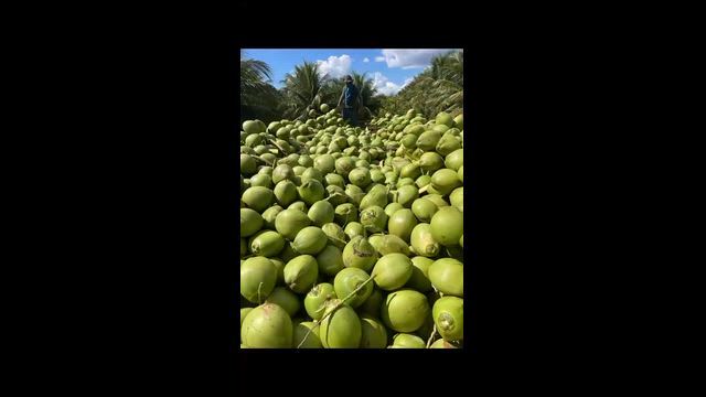 Imagem Coco verde