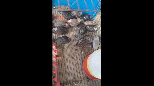Imagem Codornas Chinesas