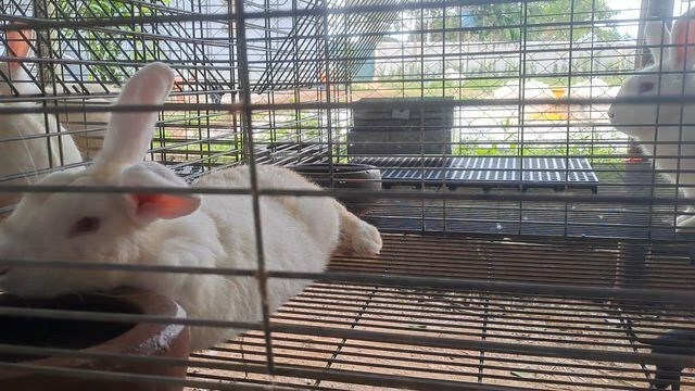 Imagem Coelhos Nova Zelândia