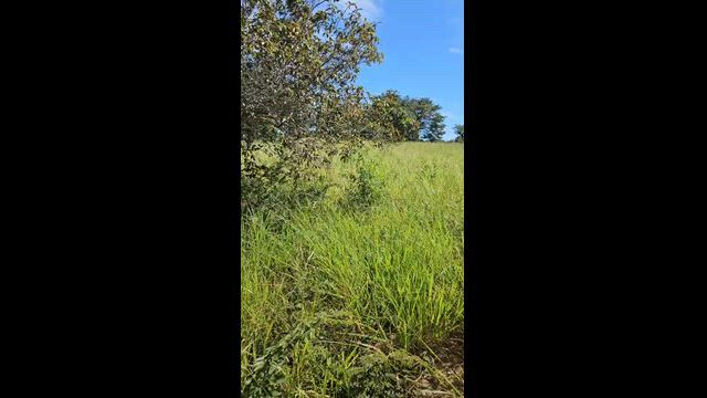 Imagem Fazenda com 114 Hectares em Santa Fé de Minas - MG