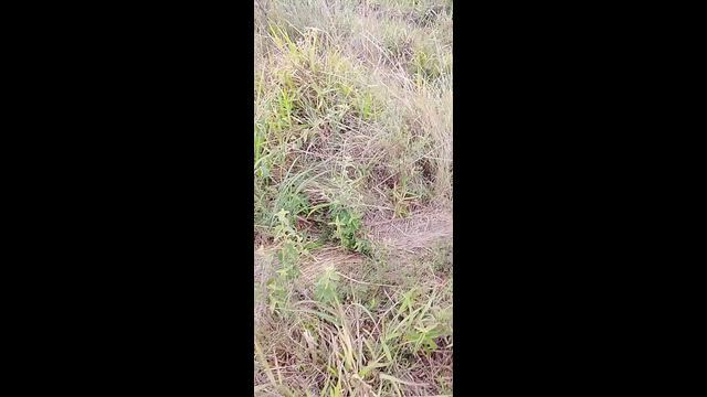 Imagem Fazenda com 350 Alqueires de Dupla Aptidão em Niquelândia - GO