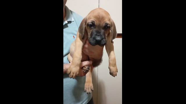 Imagem Filhote de Fila Brasileiro Macho