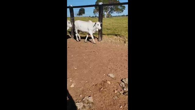 Imagem Nelore - Bezerros Extra  Genética Qualitas