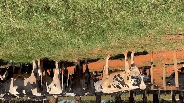 Imagem Novilhas 3/4 Girolando à venda em Bambuí - MG