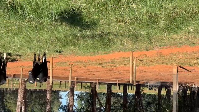 Imagem Novilhas 3/4 Girolando à venda em Bambuí - MG