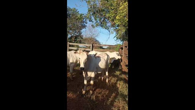 Imagem Novilhas nelores a venda em são Francisco de Sales Mg, ótimas de manejos e todas são mansas.