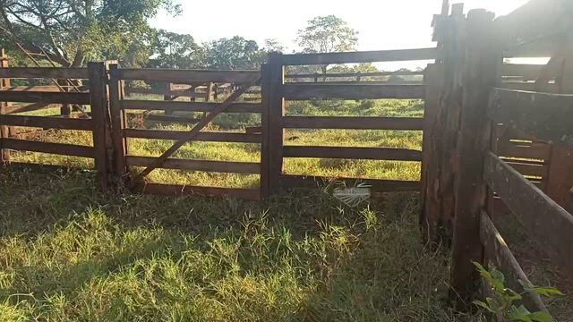 Imagem Novilhas nelores a venda em são Francisco de Sales Mg, ótimas de manejos e todas são mansas.