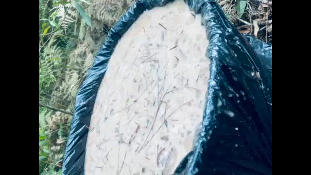 Imagem Procuro área de pinus eliotti