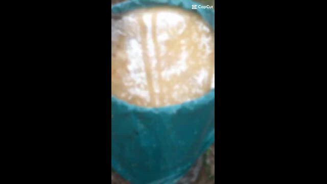 Imagem Procuro área de pinus eliotti