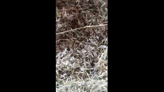 Imagem SEMENTE DE ANDROPOGON COLHIDA DO CACHO!