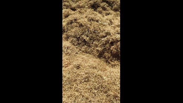 Imagem SEMENTE DE ANDROPOGON COLHIDA DO CACHO!
