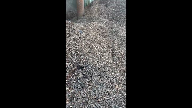 Imagem Casca de Castanha do Pará - Subproduto Industrial-