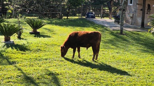 Imagem Touros Red-angus e Black-angus