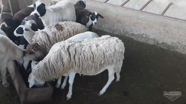 Imagem Vendo Carneiros Doper- Lote 11 animais machos e femeas e borregos