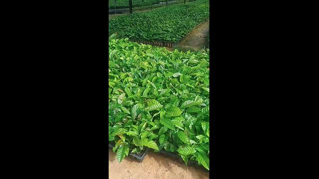 Imagem Vendo Mudas de cafe e pimenta por encomenda!