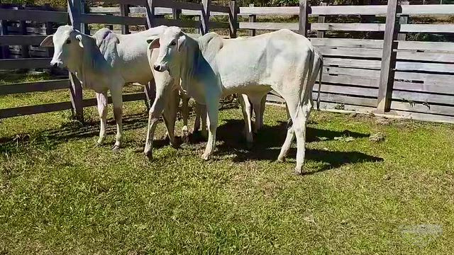 Imagem 4 Bezerras Nelore de 9 a 13 meses