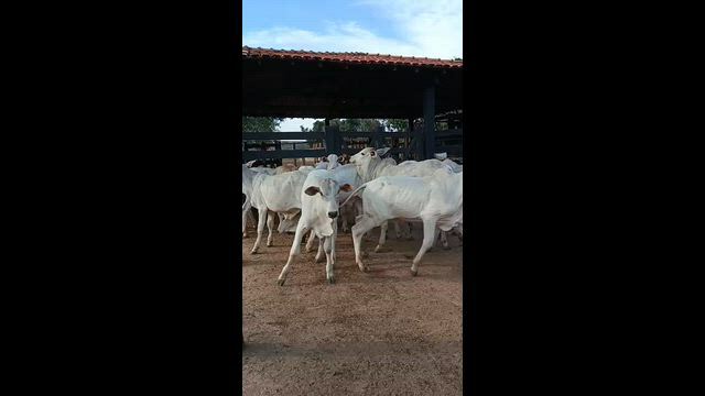 Imagem Bezerrada Nelore