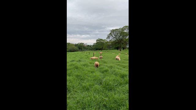 Imagem BORREGAS TEXEL E ILE DE FRANCE |OVINOS