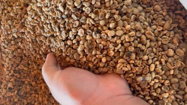 Imagem Café Verde para Torrefações