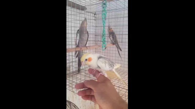 Imagem Calopsita Mansa Pet