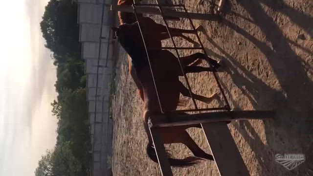 Imagem Cavalo Árabe