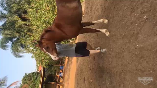 Imagem Cavalo Árabe  de Alta Performace