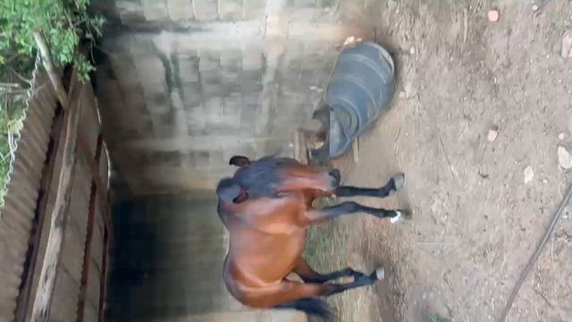 Imagem Cavalo Marchador