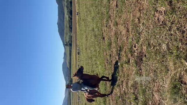 Imagem Cavalo Mestiço para lida